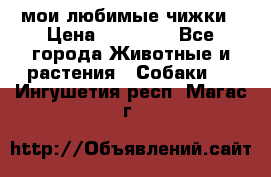 мои любимые чижки › Цена ­ 15 000 - Все города Животные и растения » Собаки   . Ингушетия респ.,Магас г.